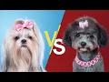 Shih Tzu VS Toy Poodle - Breed Comparison