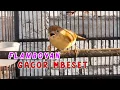 Download Lagu BURUNG FLAMBOYAN GACOR MBESET KASAR COCOK UNTUK ISIAN MASTERAN