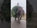 Download Lagu Chal mere Haathi🐘🐘🥰😍#youtubeshorts #vairalshort #elephant #haathi#explore #entertainment