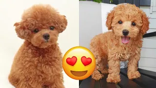 Toy Poodle Cute And Funny s And Tik Toks Compilation Teacup Poodle