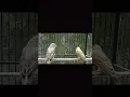 Lagu macam macam jenis mozambik dan kenari #mozambique #hybrid #kenari #birds