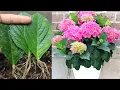 Lagu How to grow hydrangea with leaves I With 100% success