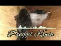 Download Lagu suara panggil walet kawin