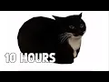 Spinning Cat 10 HOURS