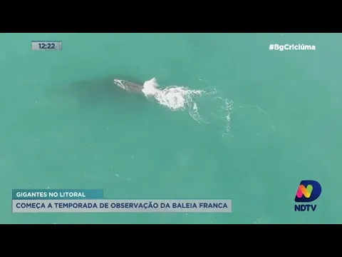 Sobrevoo de monitoramento avista 15 baleias na Rota da Baleia Franca, na região Sul