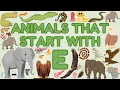 Animals That Start With the Letter E Learn Animals Names for Children Eager Minds Academy
