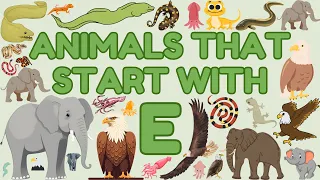 Animals That Start With the Letter E Learn Animals Names for Children Eager Minds Academy