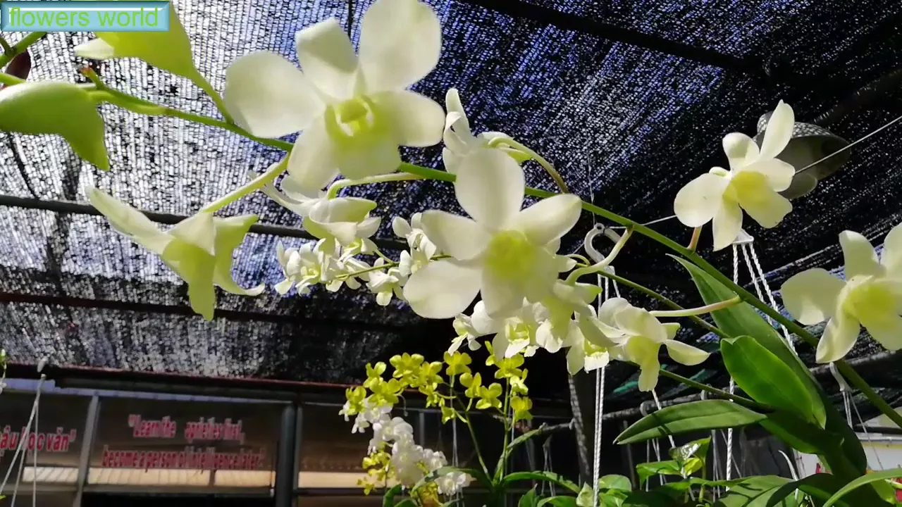 MY FRIEND HAS A BEAUTIFUL ORCHID GARDEN