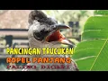 Download Lagu PANCINGAN TRUCUKAN NGROPEL PANJANG