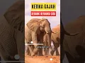 Ketika Gajah berduka cita #shorts #gajah #gajahberduka #faktagajah