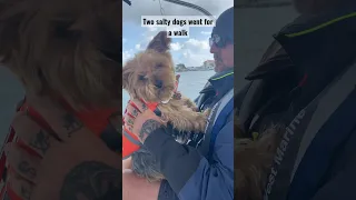 Getting practice in a full gear for off shore cruising ⚓️⛵️🐶#sailinglife #sailingwithdog  #boatdog