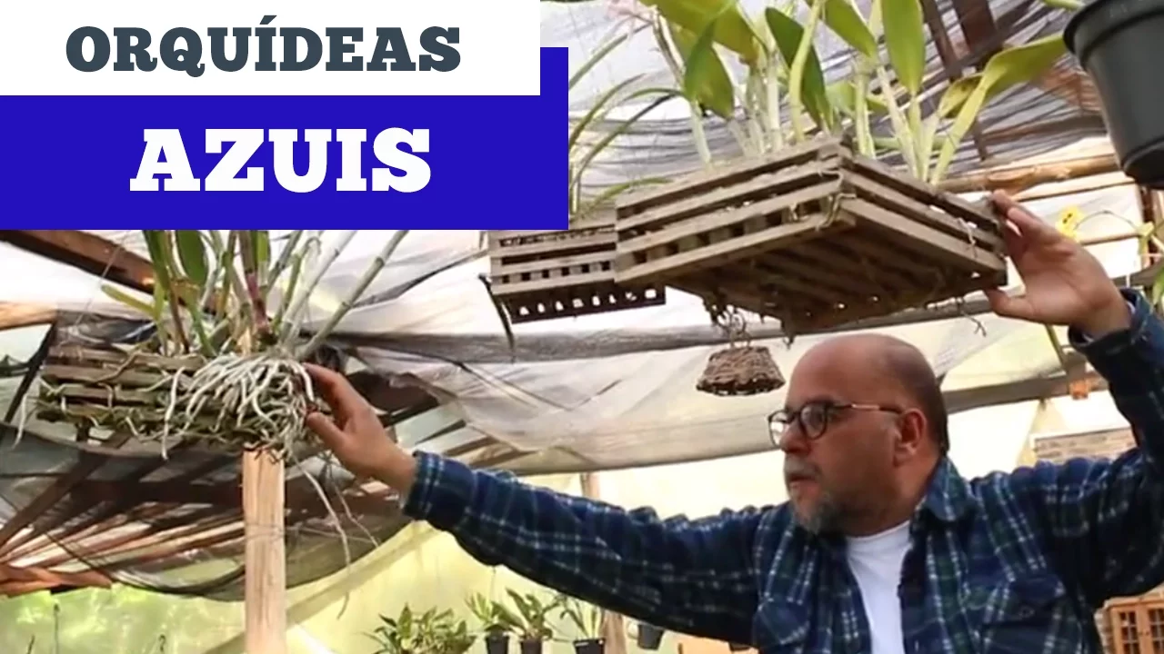 ORQUÍDEAS AZUIS