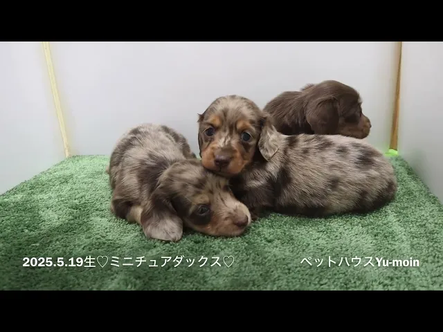 動画