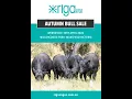 Riga Angus Autumn Bull Sale Catalogue