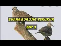 Download Lagu SUARA BURUNG TEKUKUR MP3