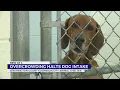 Low dog adoption strains Washington Co animal shelter