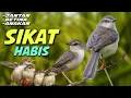 Download Lagu Suara pikat ciblek sawah SUPER AMPUH
