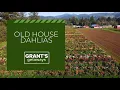 Tillamook County offers a wealth of dahlias dairies and delicious oysters Grant s Getaways