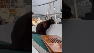 Sometimes cat likes to help clean the boat #cat #liveaboard #ourladydefiant