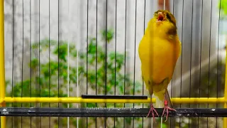 burung kenari yorkshire gacor cengkok joss bikin kenari lain terpancing emosi ikut gacor panjang