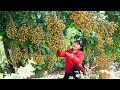 Download Lagu How To Harvest Longan, Sell Them At The Market And Cook Them | Tieu Vy Free Bushcraft
