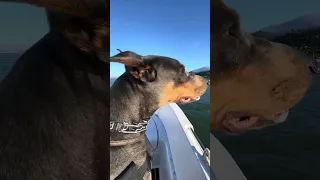 Good morning.. hope you have an amazing day!! #fyp #dream #doberman #pets #youtube