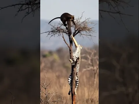 monkey vs leaprod again of tree #funnymonkey #funnyanimals ##shorts #funny #animals