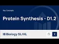 Protein Synthesis IB Biology