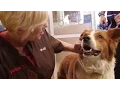 How to Find a Pet Stylist For Your Dog Petco