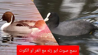صوت الغر مع ابو زله 