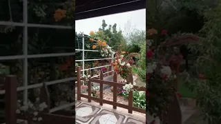 من النباتات المغطية للتربة والمنحملة لكثرة الري الوديليا خف الجمل العطره الخ الزراعة 