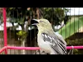 Download Lagu Cara Ampuh untuk mengatasi sirtu malas bunyi..di jamin langsung Nyaut MP3