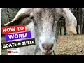 WORMING GOATS AND SHEEP How to deworm and care for a sore on a goat