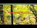 Download Lagu #2 Hari ke-2 Dihutan sumatera memikat burung panca warna #jombapetualang