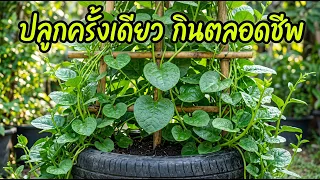 ชาวสวนไม่ยอมบอก! วิธีปลูก "ผักปลัง" แค่ครั้งเดียว เก็บกินทั้งปี  | Nava DIY