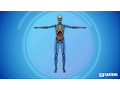 THE SYSTEMS OF THE HUMAN BODY