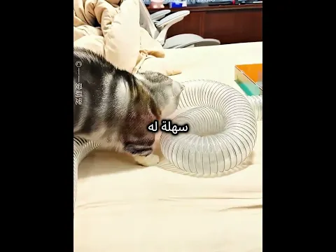 سنجاب عبقري يحل المتاهة بذكاء 🐿️🧩🔥