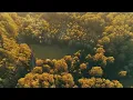 Warm Light • Relaxing Flute, Guitar & Piano Music with Birds Singing