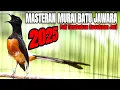 Download Lagu MASTERAN MURAI GACOR DI PAGI HARI BONGKAR ISIAN DAHSYAT 100% AMPUH MEMANCING MURAI PASTOL IKUT GACOR
