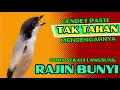 Download Lagu PASTI TAK TAHAN CENDET MENDENGARNYA❗ PANCINGAN CENDET AGAR RAJIN BUNYI❗❗