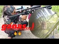 Download Lagu GANAS...! PREDATOR 500cc BERBURU HAMA MONYET DGN SLUG