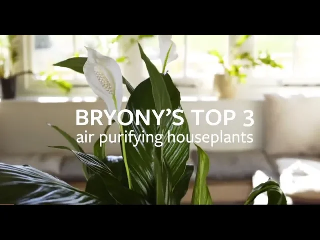 How to grow peace lilies / RHS Growing Guide