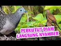 Download Lagu Suara Perkutut Lokal, Terapi Bikin MENTAL KUAT di Gantangan Langsung NYAMBER !!