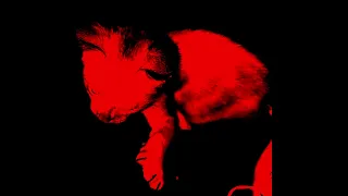 Sho Noir Slowed Down 