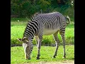 Download Lagu Zebra video||zebra 🦓🦓eating grass ||#shorts #zebra #grass
