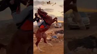 ماشاءالله الفارسة على الفحل المميز خيل فرس Horseracing Horse حصان خيل عربيه اصيله 