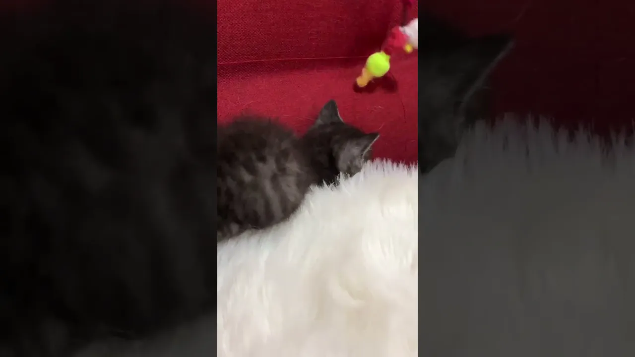 動画