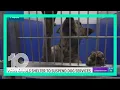 Pasco Animal Services suspends dog adoptions other services due to highly contagious virus