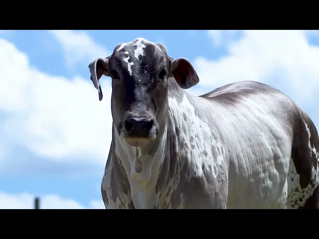 Novilha Nelore MLRC - 260