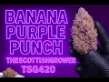 Banana Puprle Punch - AutoFlower Cannabis Strain